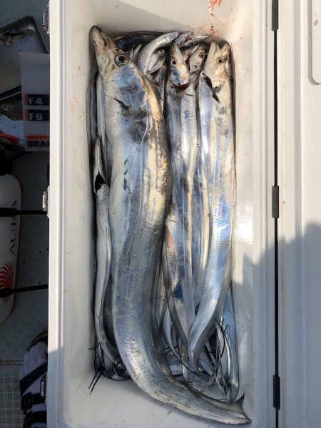 フィッシング キッタカ 釣果