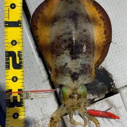 エヌスタイル 釣果