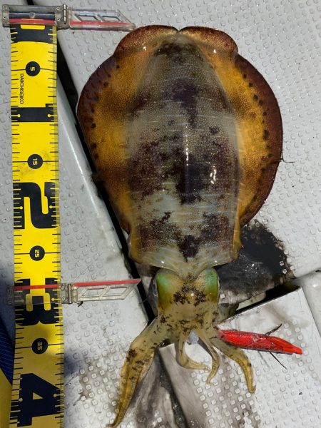 エヌスタイル 釣果