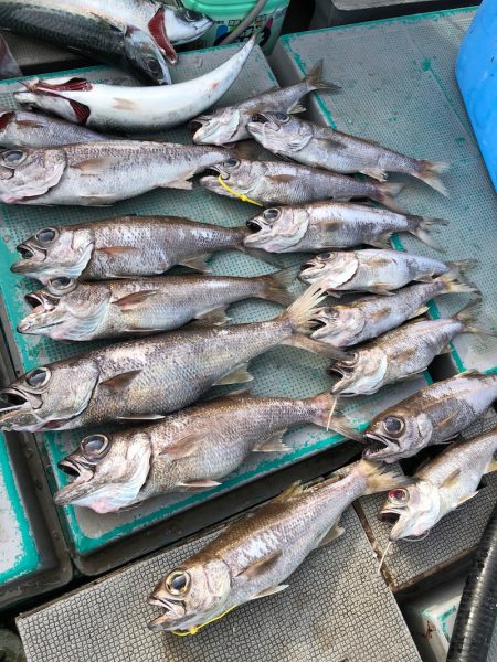 ＴＡＲＯＭＡＲＵ 釣果