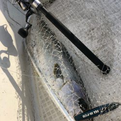 「LaGooN」蒼陽丸 日和号 釣果