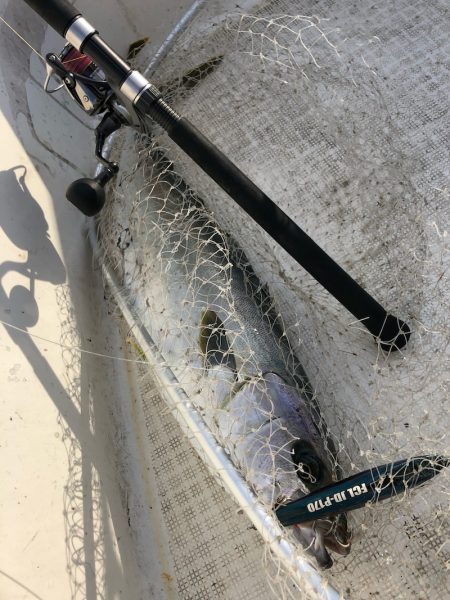 「LaGooN」蒼陽丸 日和号 釣果