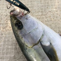 「LaGooN」蒼陽丸 日和号 釣果