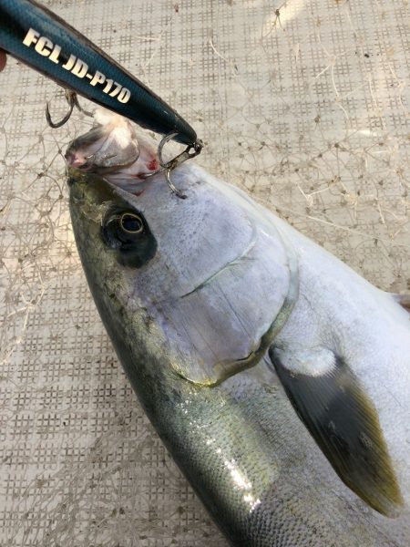 「LaGooN」蒼陽丸 日和号 釣果