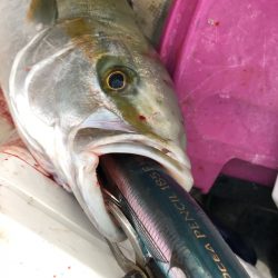 「LaGooN」蒼陽丸 日和号 釣果