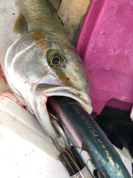 「LaGooN」蒼陽丸 日和号 釣果
