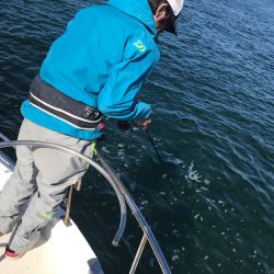 遊漁船メテオ 釣果