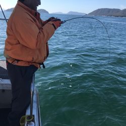 遊漁船メテオ 釣果