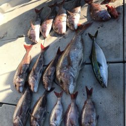 遊漁船メテオ 釣果