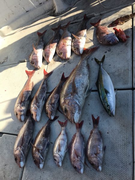 遊漁船メテオ 釣果