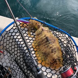 「LaGooN」蒼陽丸 日和号 釣果