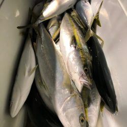 第二八坂丸 釣果