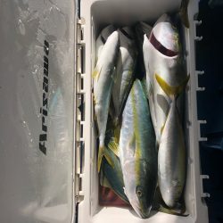 ヤザワ渡船 釣果