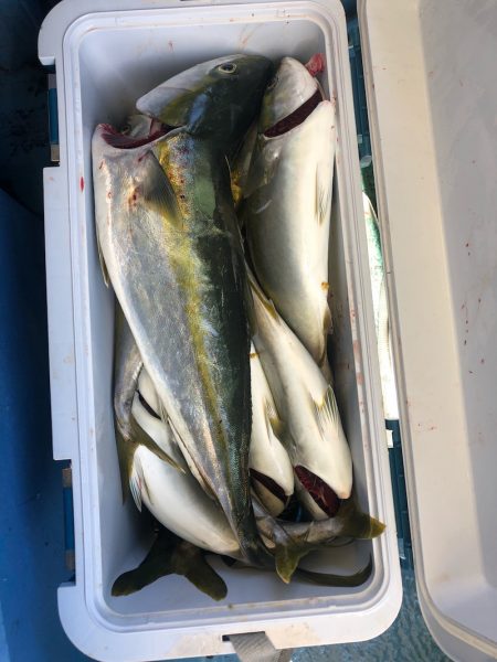 ヤザワ渡船 釣果