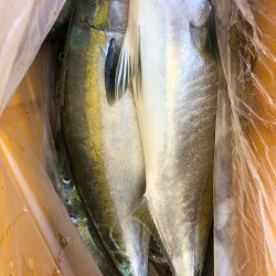 ヤザワ渡船 釣果