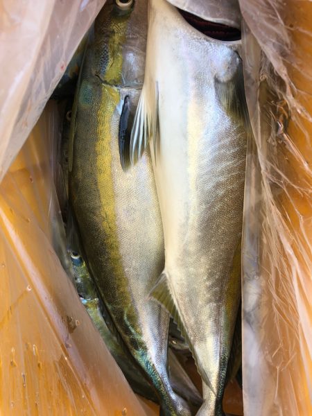 ヤザワ渡船 釣果