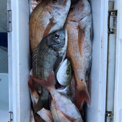 フィッシング キッタカ 釣果