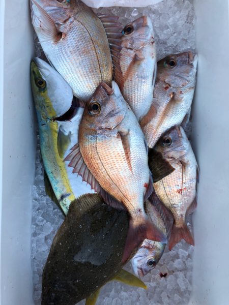 フィッシング キッタカ 釣果