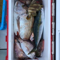 フィッシング キッタカ 釣果