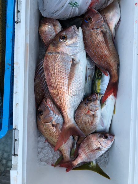 フィッシング キッタカ 釣果