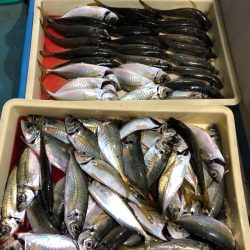 ヤザワ渡船 釣果