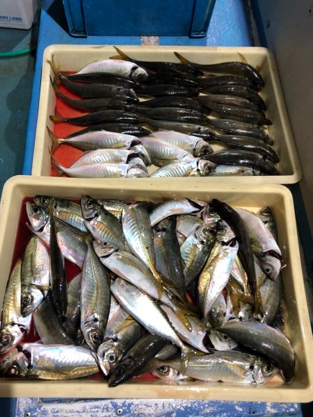 ヤザワ渡船 釣果