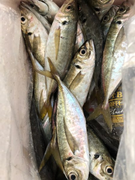 ヤザワ渡船 釣果