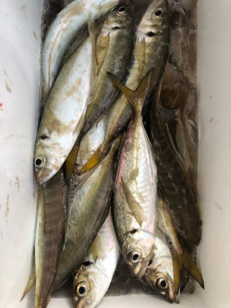 ヤザワ渡船 釣果