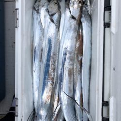 フィッシング キッタカ 釣果