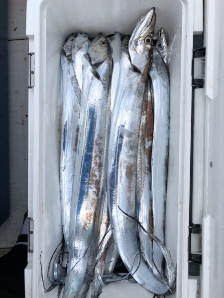 フィッシング キッタカ 釣果