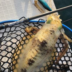 「LaGooN」蒼陽丸 日和号 釣果