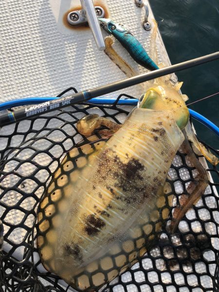 「LaGooN」蒼陽丸 日和号 釣果