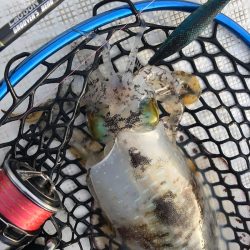 「LaGooN」蒼陽丸 日和号 釣果