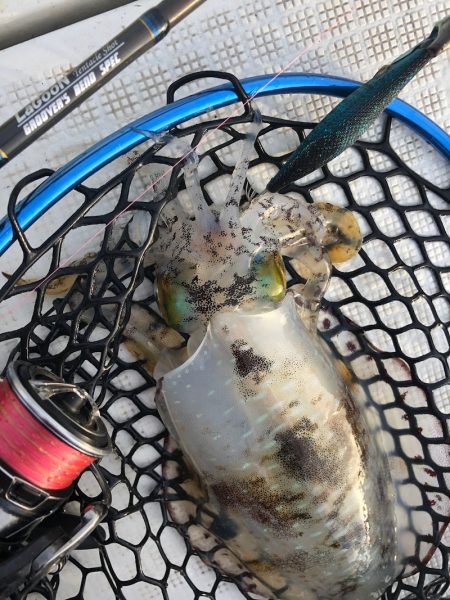 「LaGooN」蒼陽丸 日和号 釣果