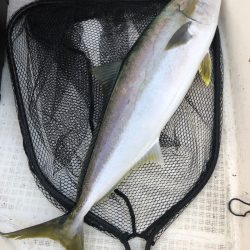 「LaGooN」蒼陽丸 日和号 釣果