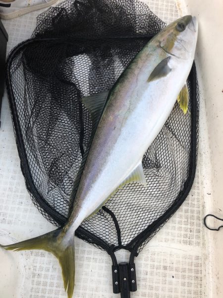 「LaGooN」蒼陽丸 日和号 釣果