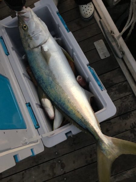 「LaGooN」蒼陽丸 日和号 釣果