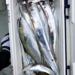 フィッシング キッタカ 釣果