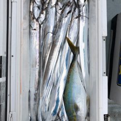 フィッシング キッタカ 釣果