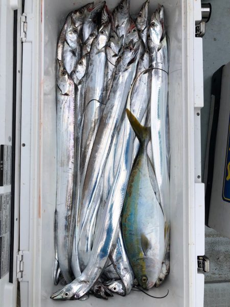 フィッシング キッタカ 釣果