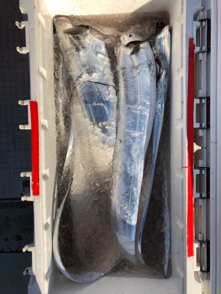 フィッシング　キッタカ 釣果