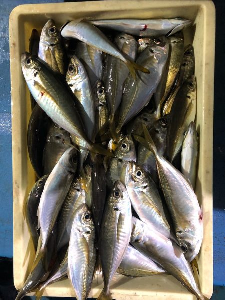 ヤザワ渡船 釣果