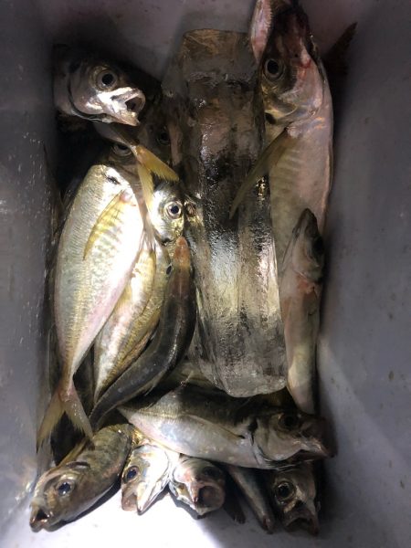 ヤザワ渡船 釣果