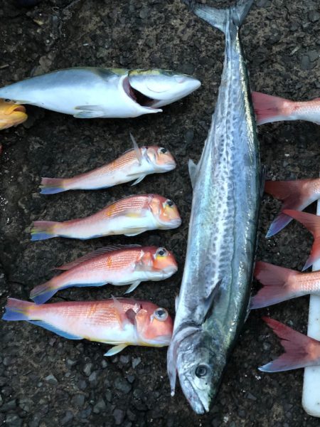 あみや渡船 JIGBOY 釣果