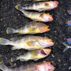 あみや渡船 JIGBOY 釣果