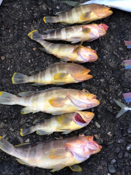 あみや渡船 JIGBOY 釣果