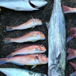 あみや渡船 JIGBOY 釣果