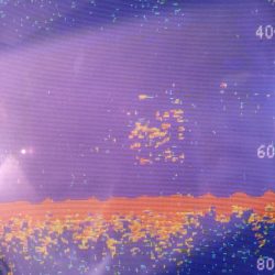 あみや渡船 JIGBOY 釣果