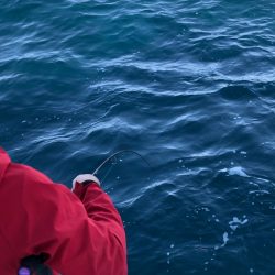 あみや渡船 JIGBOY 釣果