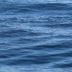 あみや渡船 JIGBOY 釣果